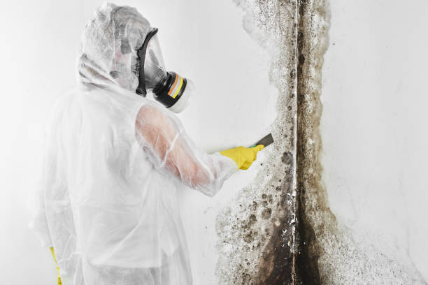 Best Mold Removal Near Me  in Parkersburg, WV