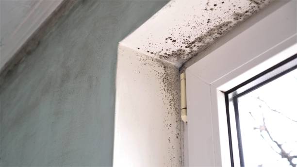 Best Mold Remediation  in Parkersburg, WV