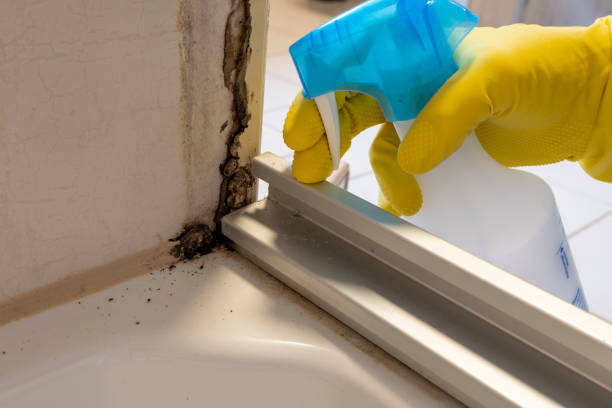 Trusted Parkersburg, WV Mold Removal Experts