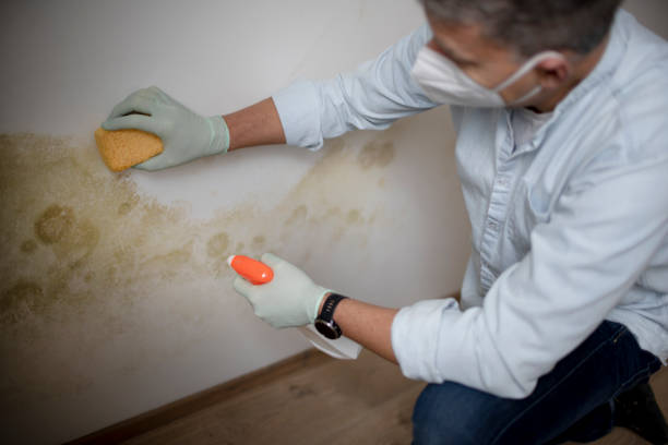 Best Mold Removal Specialists  in Parkersburg, WV