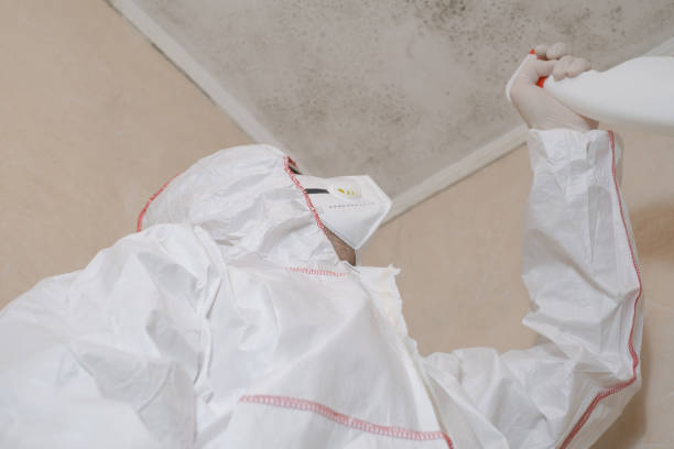 Best Local Mold Removal Service  in Parkersburg, WV