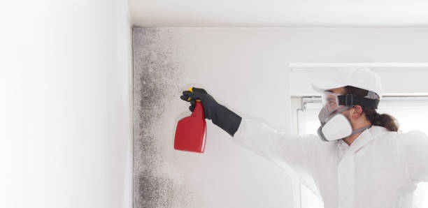 Office Mold Removal Services in Parkersburg, WV