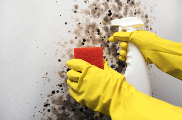 Best Fast Mold Removal  in Parkersburg, WV