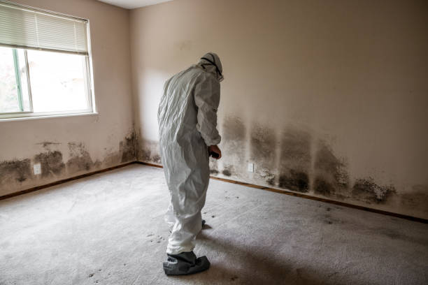 Best Office Mold Removal Services  in Parkersburg, WV