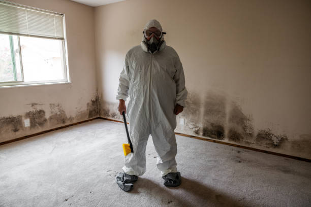 Best Mold Damage Repair  in Parkersburg, WV