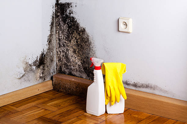 Best Mold Damage Repair  in Parkersburg, WV